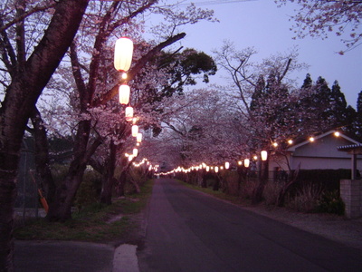 Sakura3